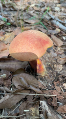 Baorangia bicolor