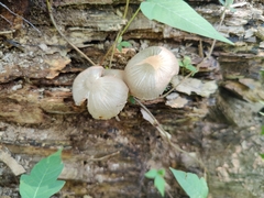 Pluteus longistriatus