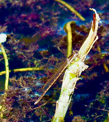 Sympecma fusca