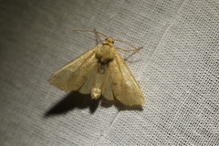 Enargia paleacea