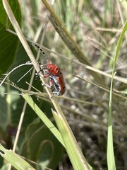 Tetraopes femoratus
