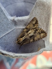 Apamea monoglypha