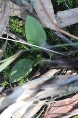 Pterostylis