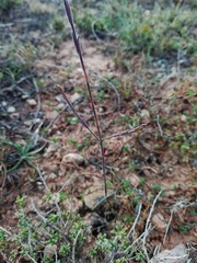 Odontites longiflorus