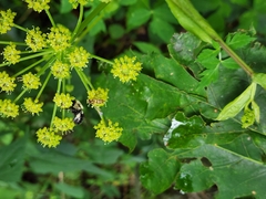 Meliscaeva cinctella