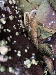 Evasterias troschelii