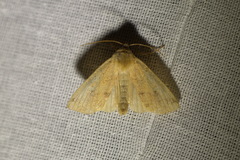 Enargia paleacea