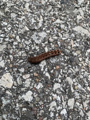 Spodoptera ornithogalli