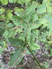 Desmodium viridiflorum