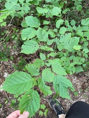 Corylus cornuta