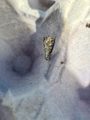 Elophila nymphaeata