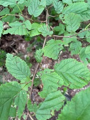 Corylus cornuta