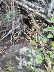 Chenopodium oahuense