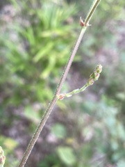 Desmodium viridiflorum