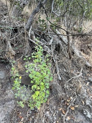 Chenopodium oahuense