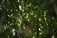 Philydor atricapillus