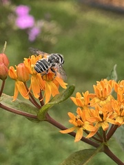 Megachile mendica