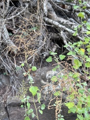 Chenopodium oahuense