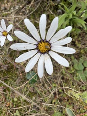 Dimorphotheca pluvialis