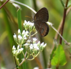 Neonympha areolatus