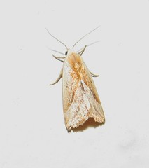 Micrathetis dasarada