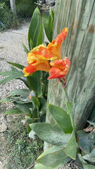 Canna × generalis