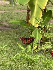 Limenitis archippus floridensis