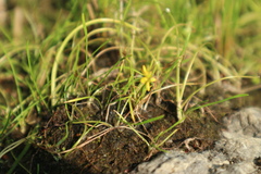 Ranunculus reptans