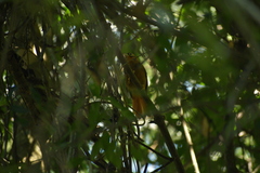 Philydor atricapillus