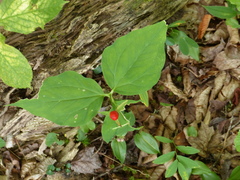 Trillium undulatum