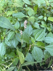 Persicaria maculosa