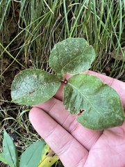 Toxicodendron rydbergii