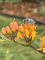 Megachile mendica