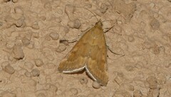 Achyra rantalis