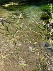 Epilobium coloratum