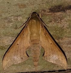 Xylophanes hannemanni