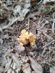 Ramaria formosa
