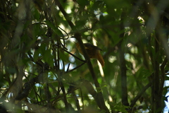 Philydor atricapillus