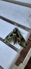 Eumorpha pandorus