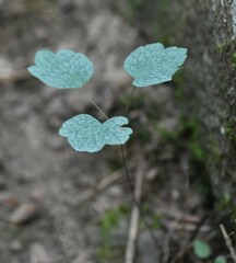 Thalictrum dioicum