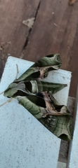 Eumorpha pandorus