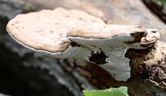 Ganoderma lobatum