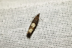 Epinotia trigonella