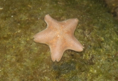 Patiria miniata