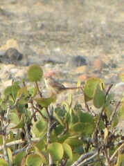 Cisticola chiniana