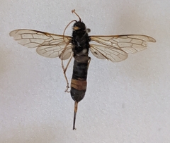 Urocerus flavicornis