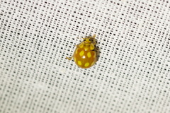 Calvia decemguttata