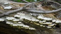 Gloeoporus dichrous