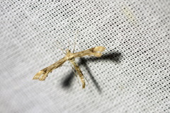 Platyptilia