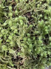 Racomitrium elongatum